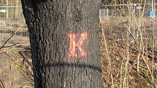 Dicker Eichenstamm mit aufgesprühtem "K"