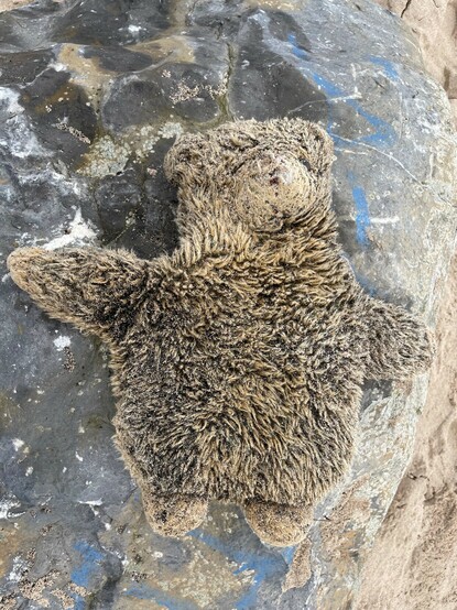 A sad find on the Sea Shepherd UK Newbiggin beach clean.