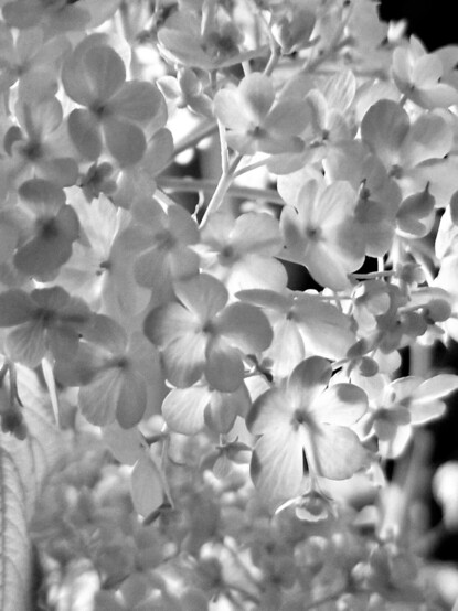 A flower in close-up with lots of sweet, white daisy-like flowers of different sizes, giving it a romantic, spring feel. 