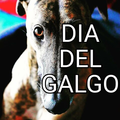 Kopf von Pina Galgo Español mit der Schrift: Dia Del Galgo (Tag des Galgos) 