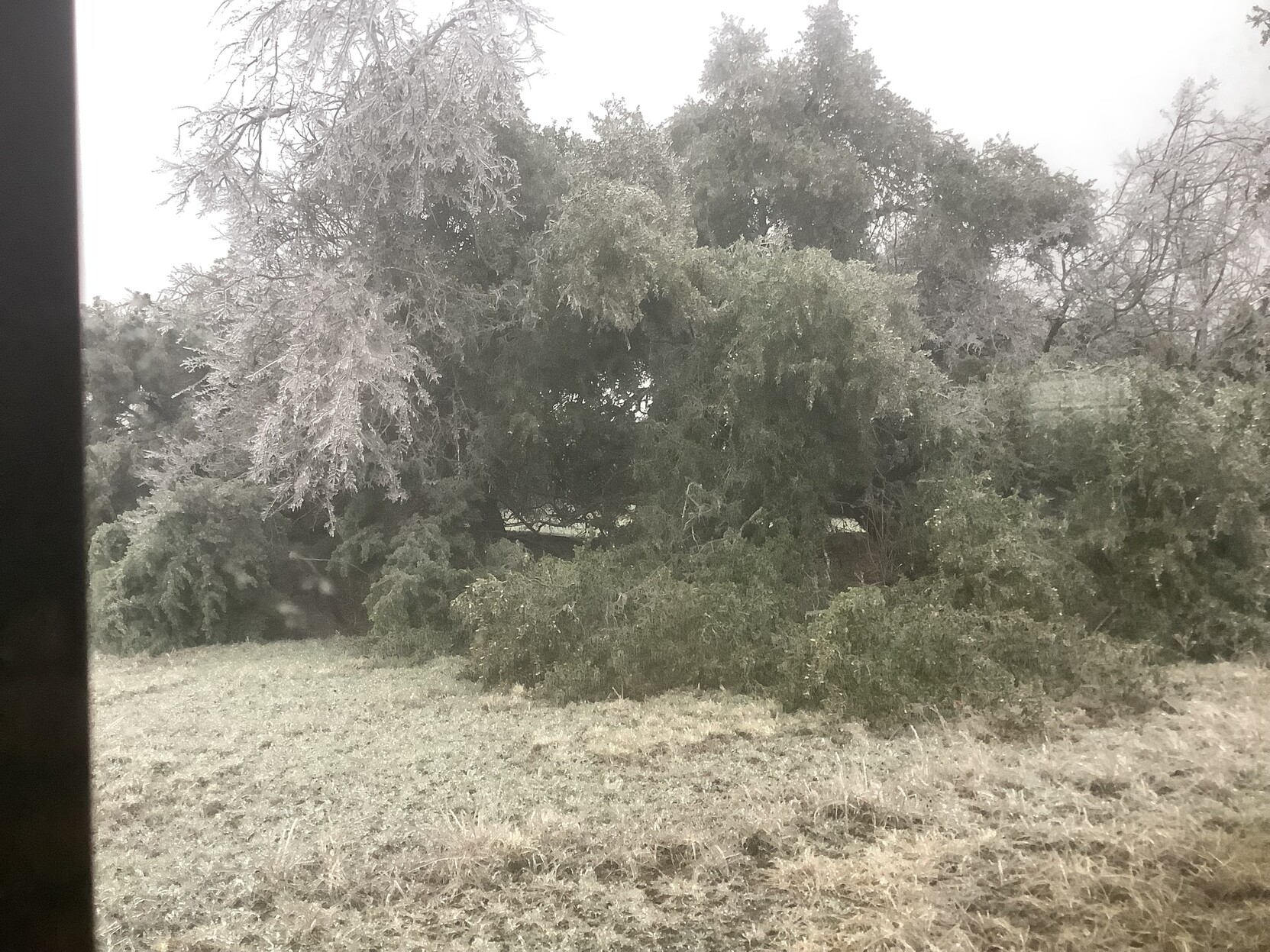 View outside window showing tree branches on the ground covered with ice. Ground is icy white.