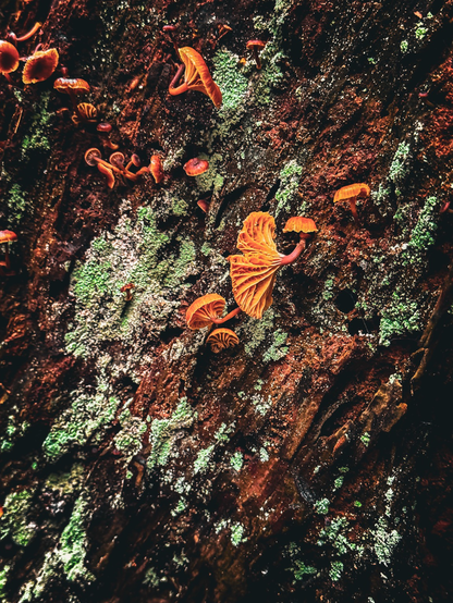 Macro shot of a stump with red wood, spots of lichen, and orange umbrella-like mushrooms 