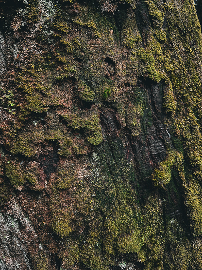 Macro/close up of an evergreen’s trunk covered in moss 
