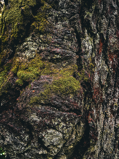 Craggy tree trunk with moss