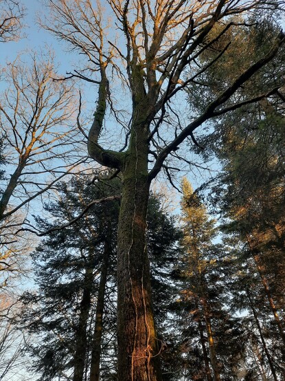 A very tall, slender deciduous tree with branches that start very high up. Its shape and the uneven dappling of evening sunlight on its bark make its trunk appear to undulate and its arms to wave, like an "air dancer" gone feral. 

