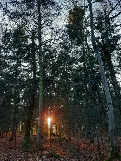 The low January sun, seen as a ball of orange fire through the green-black ranks of tall thin trees. The brown carpet of leaves glows amber with its light.