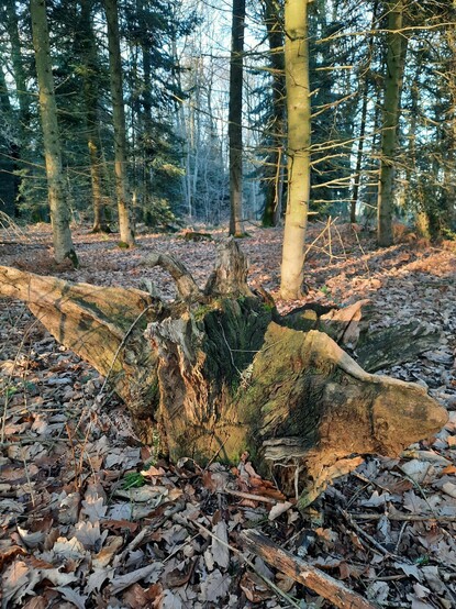 A section of dead tree surging out of the leaf mould. No, the shape it makes does not remind me of a demon emerging from the soil with outspread  leathery wings, and a bowed, moss-spattered horned head more caprine than human. Its just a bit of tree, and they cant uproot themselves with a creaking groan and rustle over the leaves towards you, still less take flight and hover over your head in a shower of twigs and startled birds.

 I told myself that all the way home.