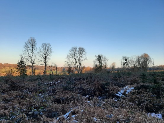 A view from the woods edge, looking over the frosty heath towards a line of bare trees, black against a sweep of hills flaming in the early sunset. The blue sky above the trees upper branches looks especially cool by comparison.