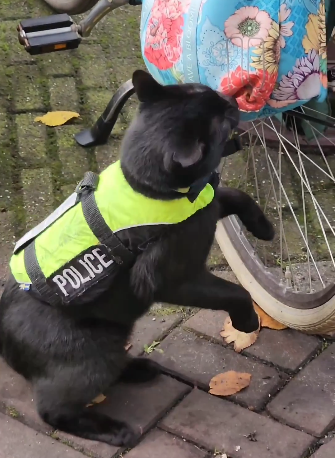Antoniya: A police cat in Amsterdam http… - Mastodon