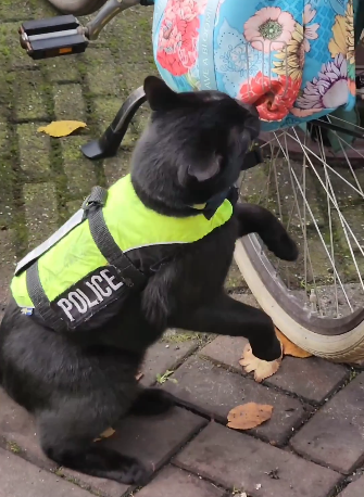 Police cat of amsterdam｜TikTok Search