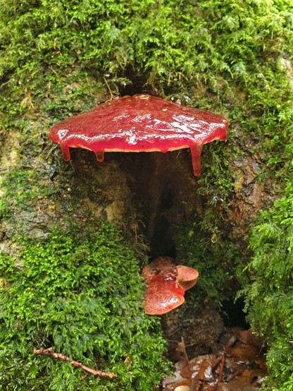 #BiefstukZwam #FistulinaHepatica #BeefSteakFungus #OchsenZunge