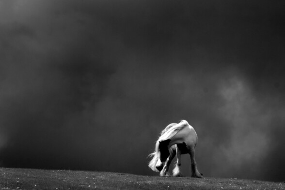Black & white (piebald) pony on a fell with dark, rain clouds behind 