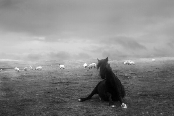Fell pony lifting himself up from a sleeping position- black horse with sheep in the distance 