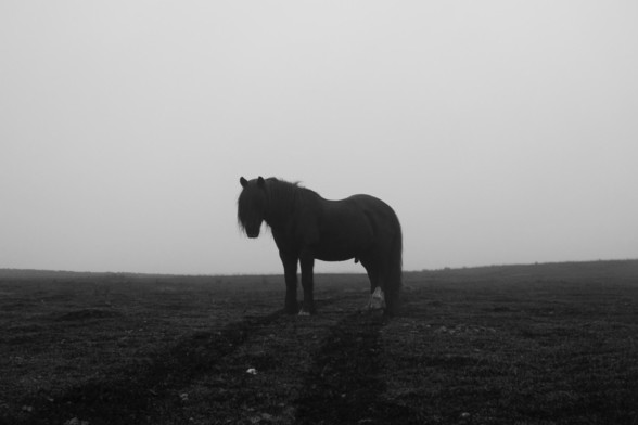 Silhouette of a black fell pony 
