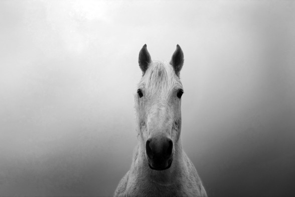 Grey horse staring straight into the camera lens - horse head shot 