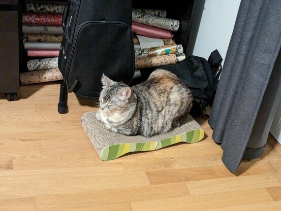 Cat sitting on a cardboard surface.