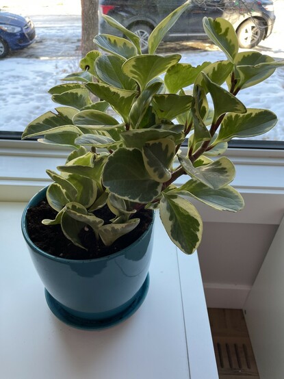 A variegated rubber tree plant in a teal pot