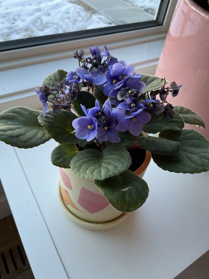 An African Violet with purple flowers in a cream pot with orange and pink splotches on it 