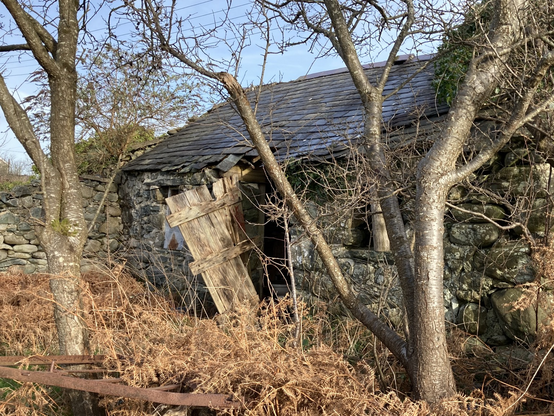 A tumbledown outbuilding surrounded by dry bracken and a few scrubby trees - the wooden door is hanging open at a mad angle, and the slate roof has begun to fall in. But the sunlight means it is more cheerful than this sounds!