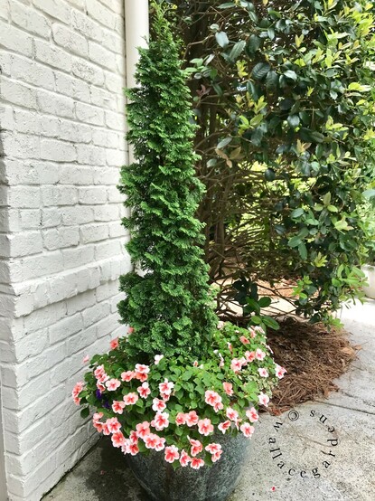 Another option is this narrow growing Thuja 'DeGroot's Spire' which also requires very little maintenance. The base of this planter is filled with apricot-colored impatiens. 