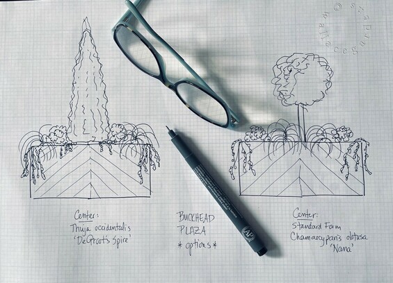 A drawing depicting two different options for two planters: on the left is the DeGroot's Spire, and on the right is a Chamaechparis obtusa, standard form. 