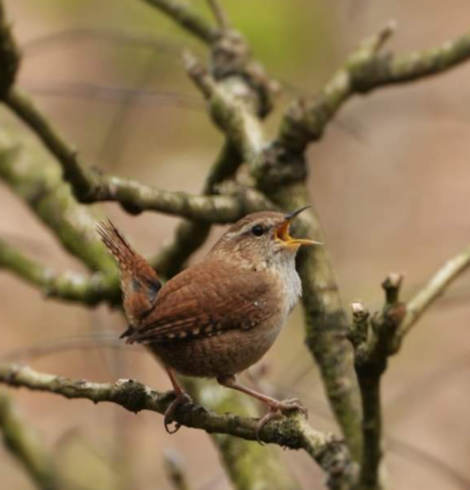 Het mooie kleine #Winterkoninkje voor de #Februarivogelmaand