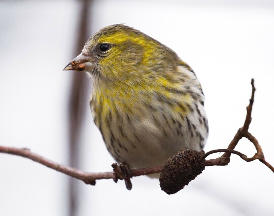 Close-up photograph of a female siskin perched on a twig with an alder fruit attached to it. Some alder seeds stuck to its beak.