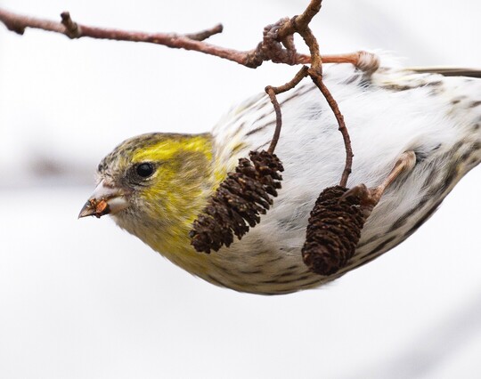 The same siskin, now hanging onto the twig, having just nibbled at the alder fruit.
