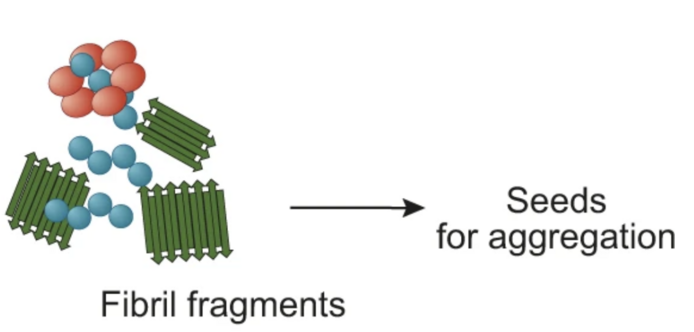Section from a figure in the paper, highlighting the potential for fragmented #amyloid fibrils to act as seeds for further aggregation, with relevance for disease propagation.