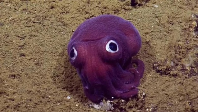 Un pulpo pequeño pero con grandes ojos. Tus tentáculos son relativamente cortos