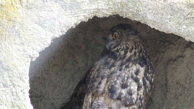 Un Hibou Grand Dic, de dos, plumage fauve, regardant sur le côté.

An Eurasian Eagle Owl, back to us, tawny feathers, looking at the side