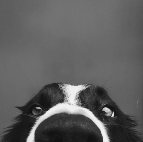 Foto vertical de un perro o perra Cocker negro y blanco. Asoma media cabeza siendo lo más llamativo la nariz por la perspectiva. El fondo es gris y ocupa más de la mitad de la toma. La imagen es tierna y graciosa, mostrando curiosidad. 