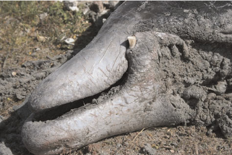 Boca de un zifio, un cetáceo con un aspecto y tamaño a medio camino entre un delfín y una ballena, con unos colmillos que sobresalen a cada lado al inicio de la mandíbula.