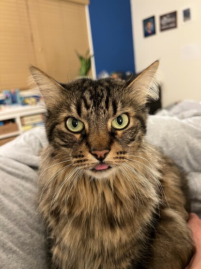 A brown tabby cat staring intensely into the camera, with his tongue slightly exposed. 