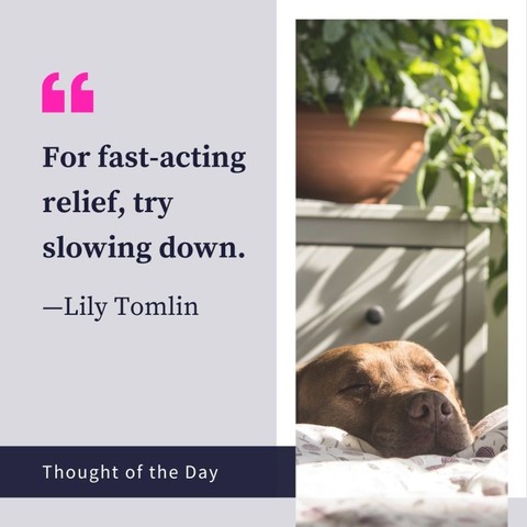 "For fast-acting relief, try slowing down." —Lily Tomlin. Next to this Thought of the Day is a photo of a dog resting with its head on the edge of a bed, its eyes closed, and dappled sunlight on its face. Behind the dog is a dresser with a potted ivy on top.