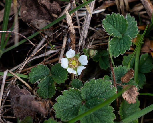 #WildFlowerHour

I think we have here 


Barren Strawberry, Potentilla sterilis; always early at this location in an ancient holloway.
A small white flower with 5 widely spaced petals nestled in a hedgebank with it's toothed leaves