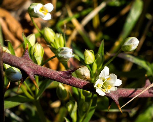 #WildFlowerHour


Lesser Stitchwort, Stellaria graminea, insanely early in my experience hereabouts.
A tiny white flower with several petals only just open with a  background of buds of the same flower as yet unopened . A thorny twig extends across the image