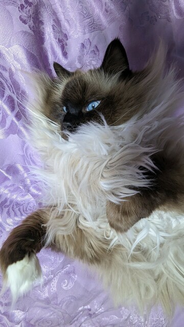 White and black ragdoll cat on his back on top of a lavender duvet cover. The cat's piercing blue eyes are open. The fur around his neck is puffy - like a lion's mane. The position of the cats body and forepaws make it look like he's just leaped off of something.