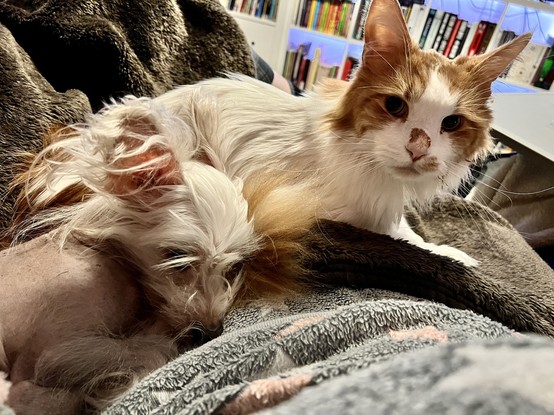 Maine Coon and Chinese crested hanging out together 