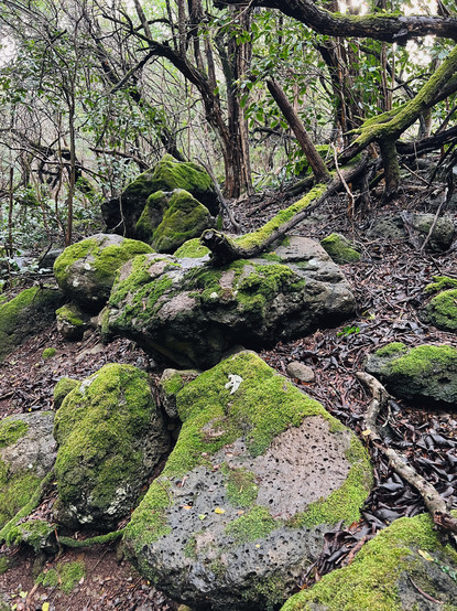 Admiring the brilliant green moss on rocks along the trail