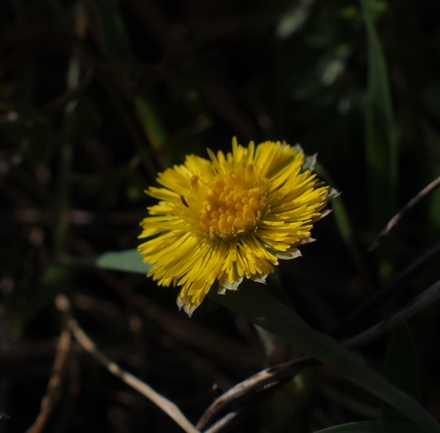 Vivid orange-yellow flower. Coltsfoot, Tussilago farfara