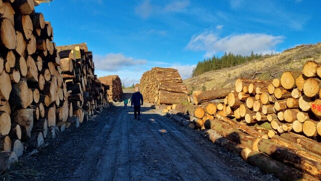 A man walks on a road that is flanked on both sides by tall piles of recently felled trees.