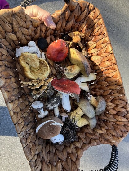 Rectangular basket with a colorful array of mushrooms 