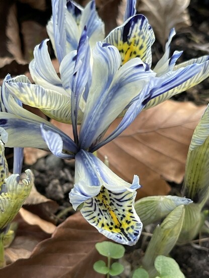 Weiß und hellblau gemusterte Iris mit Buchenlaub
