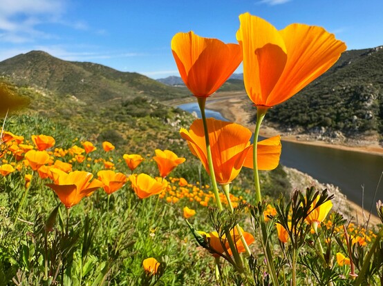 California poppies on a hillside overlooking a lake  with mountains in the distance 