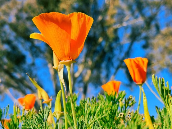 California poppies from below against a blue sky and some trees