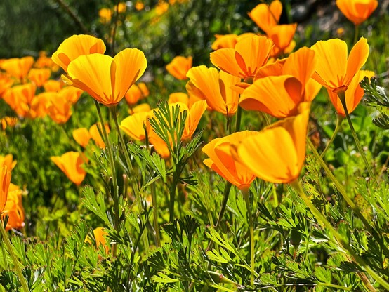 Lots of California poppies in a cluster