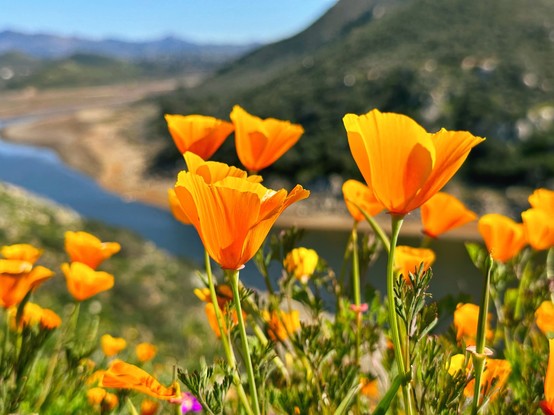 California poppies on a hillside overlooking a lake 