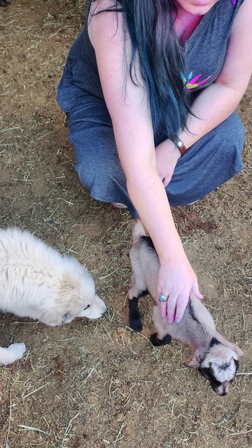 Woman's hand on a tiny tan goat's back. A floofy puppy snuffles nearby. 