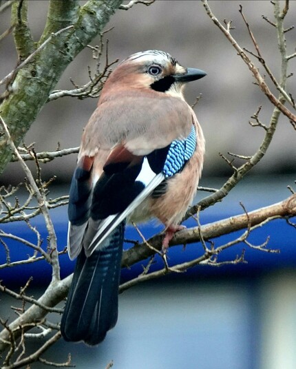 De #Gaai poseert in onze #Kleinetuin 
Hij is er iets minder tegenwoordig maar gelukkig nog steeds in de buurt.